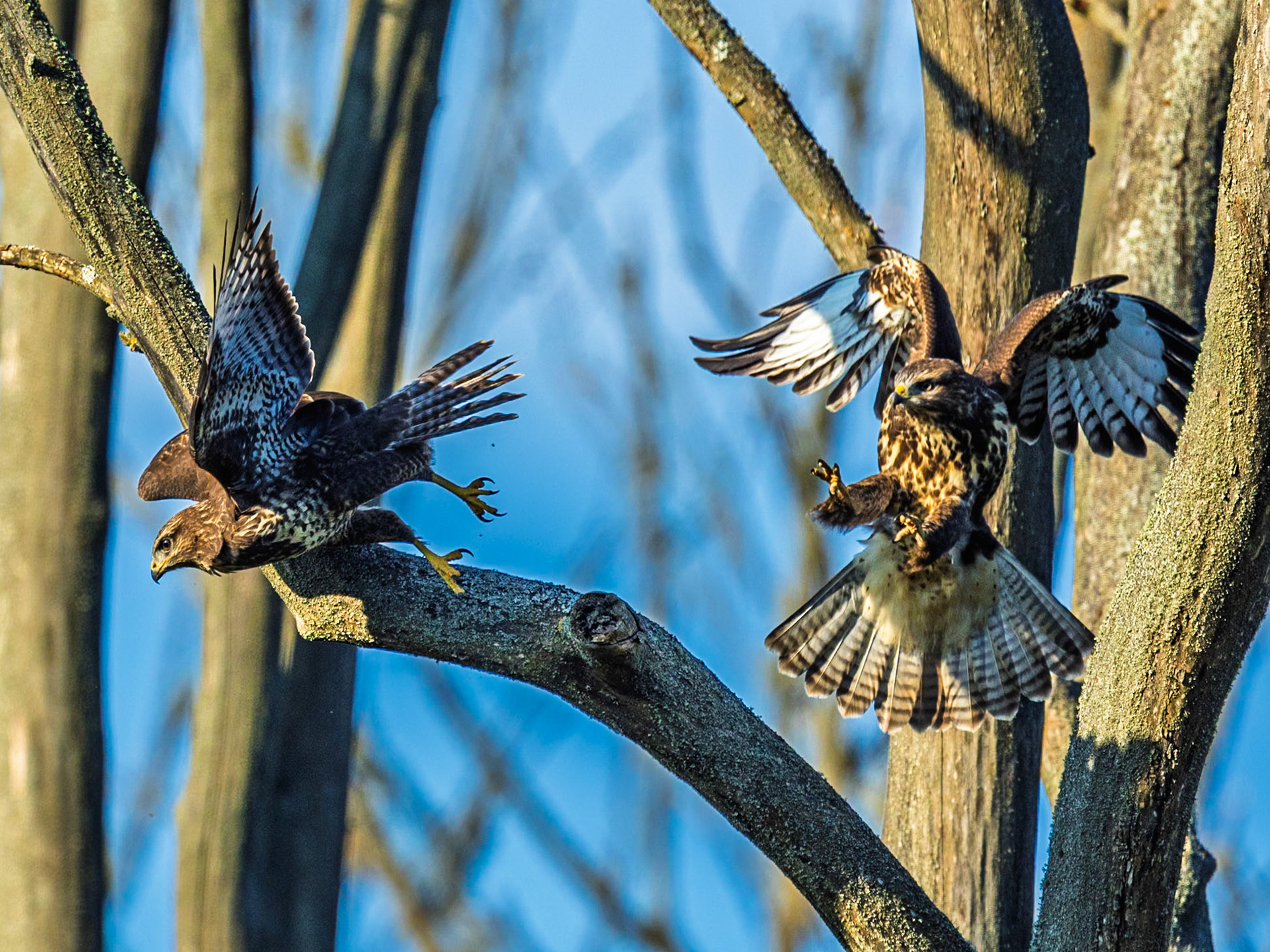 Common Buzzard