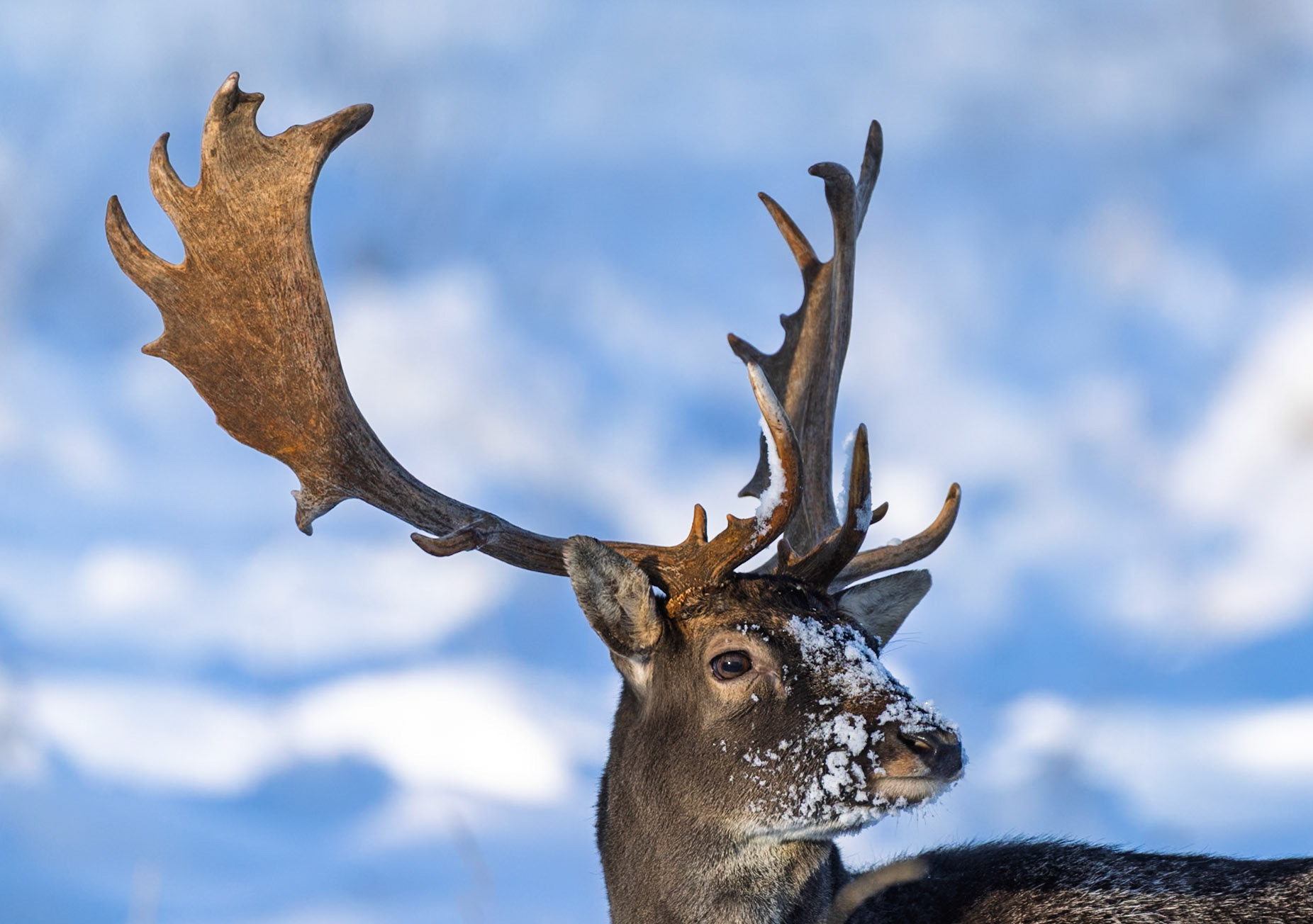 Fallow deer
