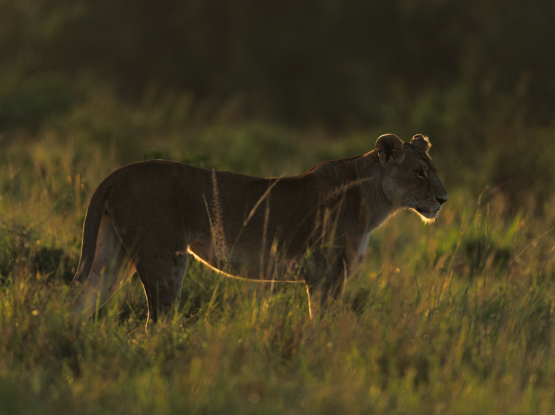 Lion in Masai Mara 2026