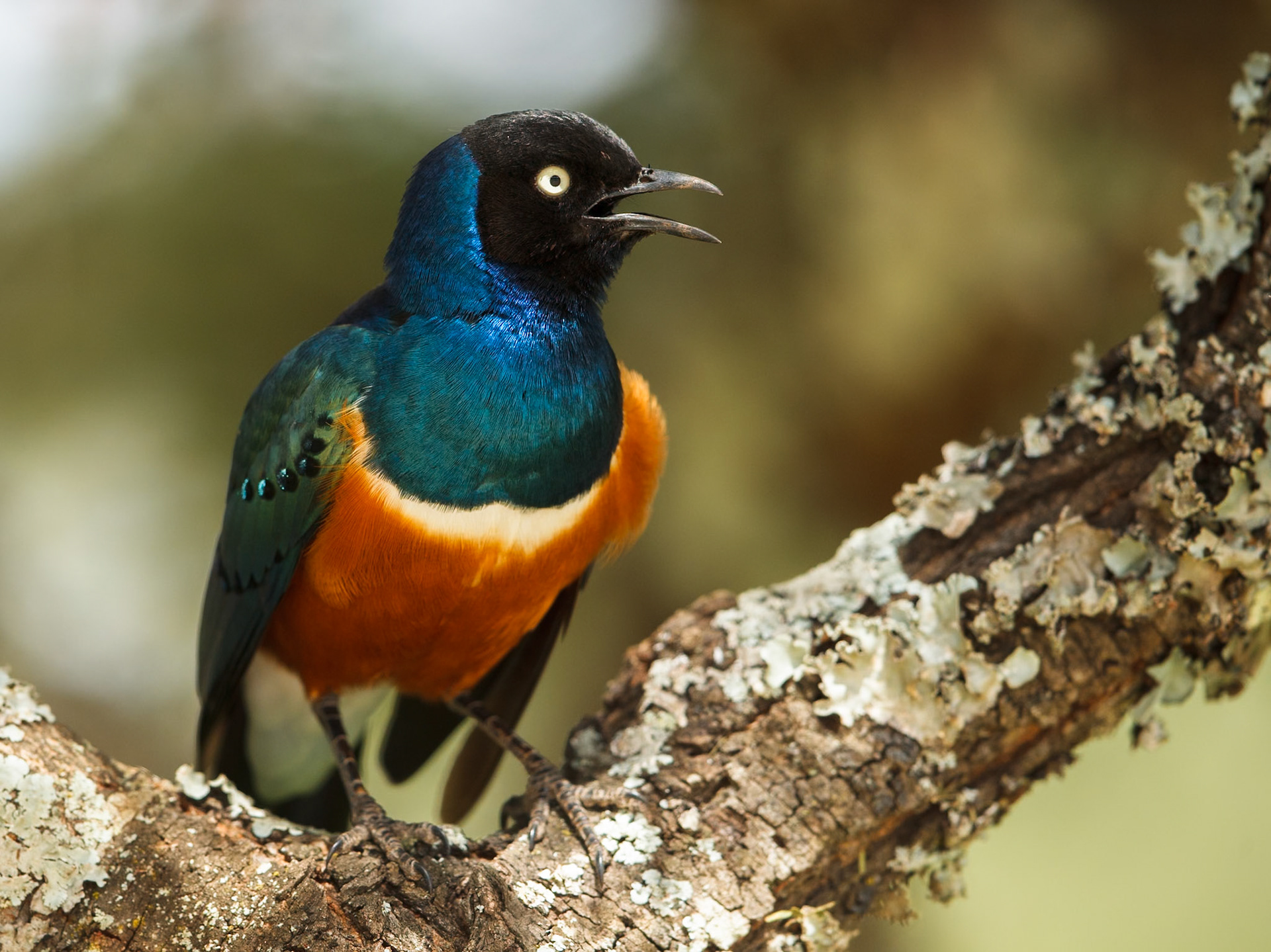 Superb Starling in Masai Mara 2014