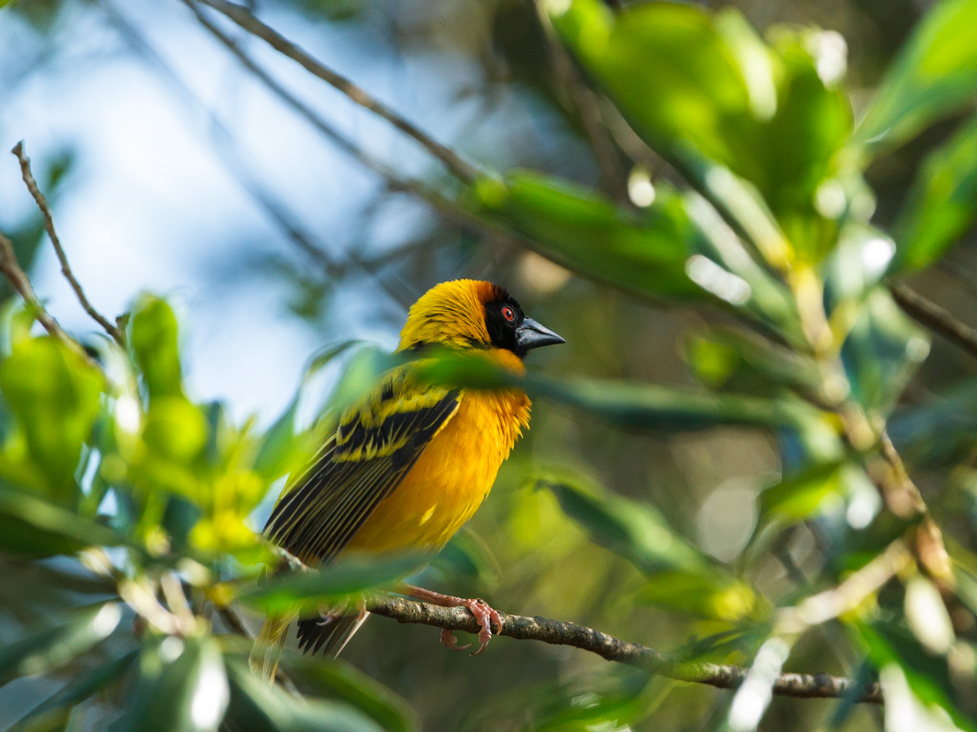 Black-headed Weaver