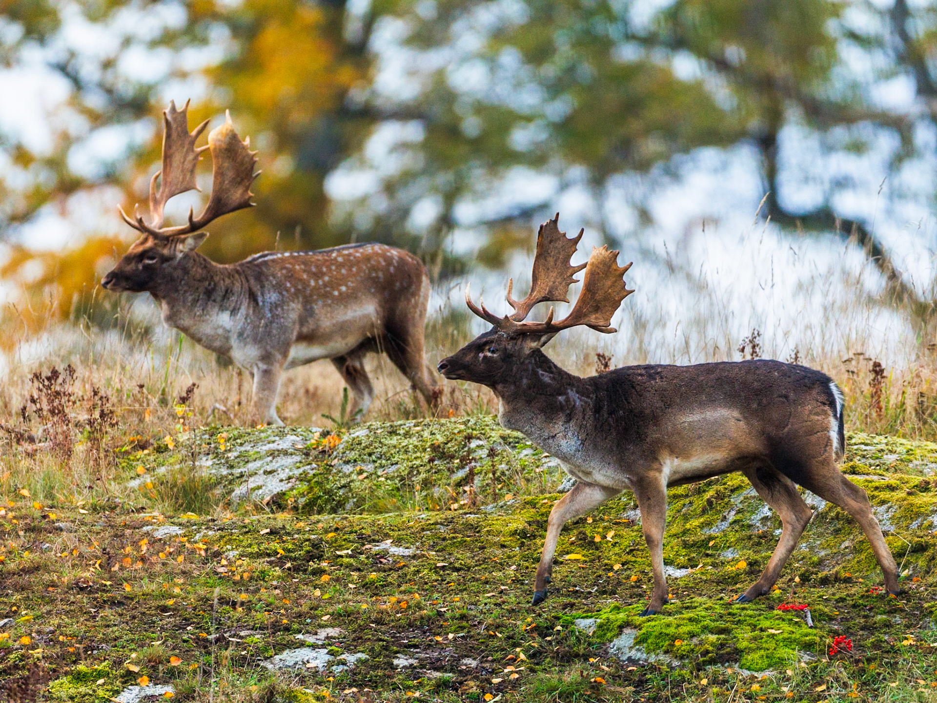 Fallow deer