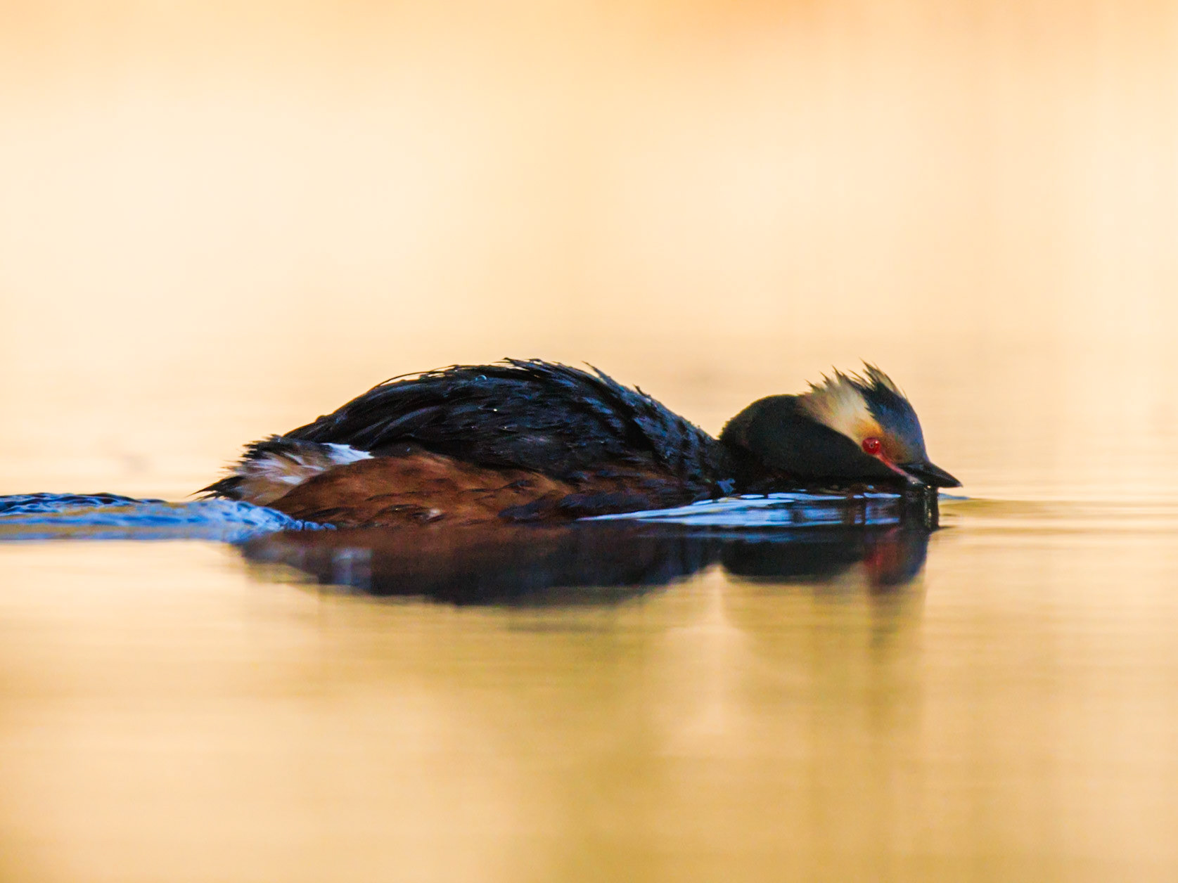 Slavonian Grebe
