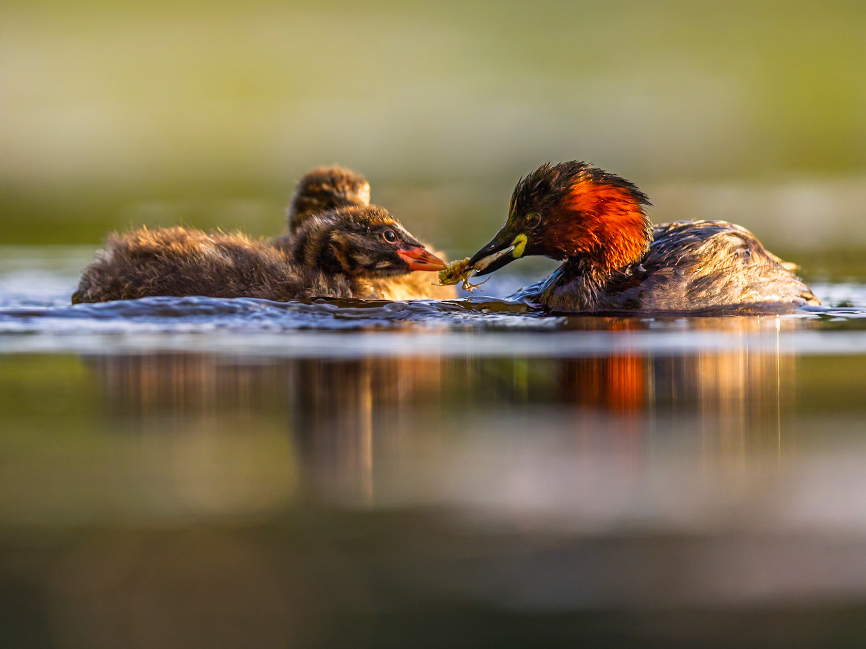 Little Grebe