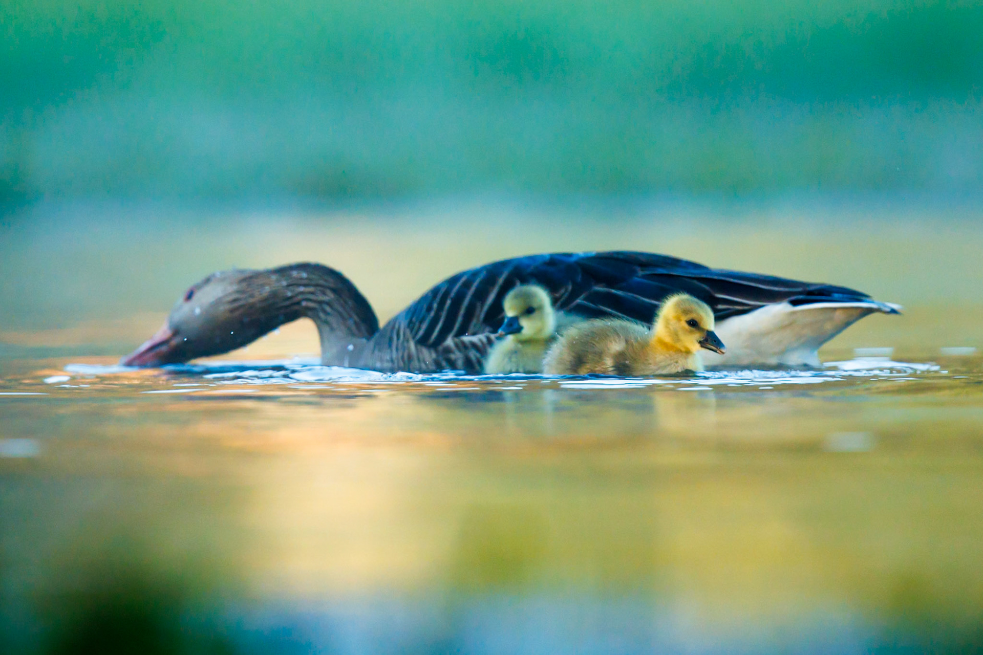 Greylag Goose