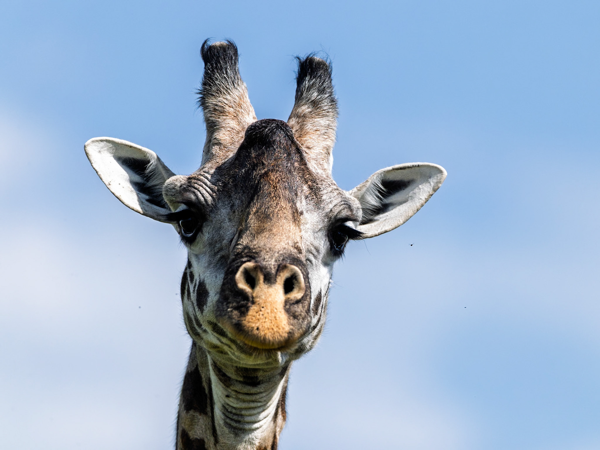 Giraffe in Masai Mara 2026