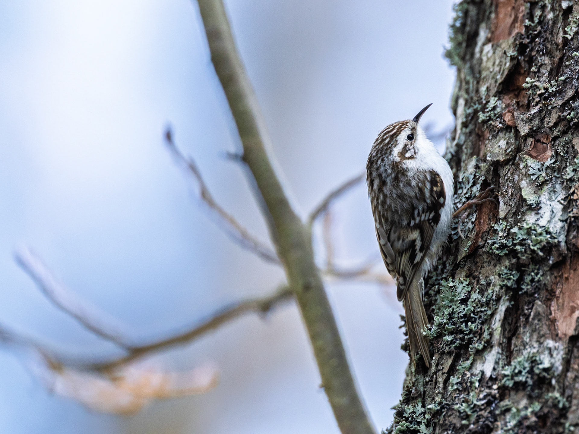 Tree creeper