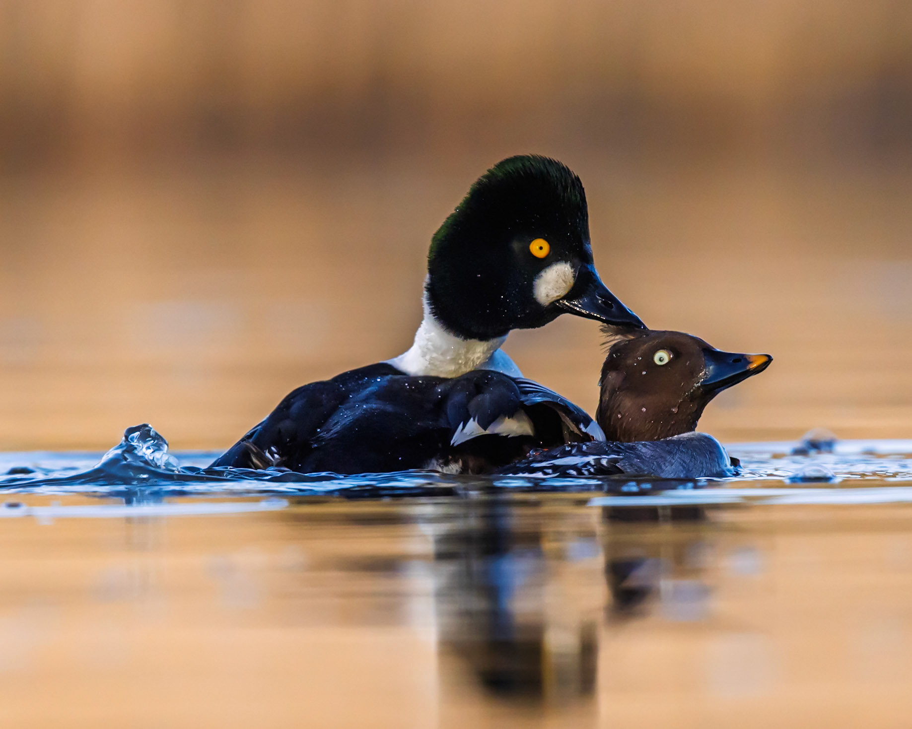 Common Goldeneye