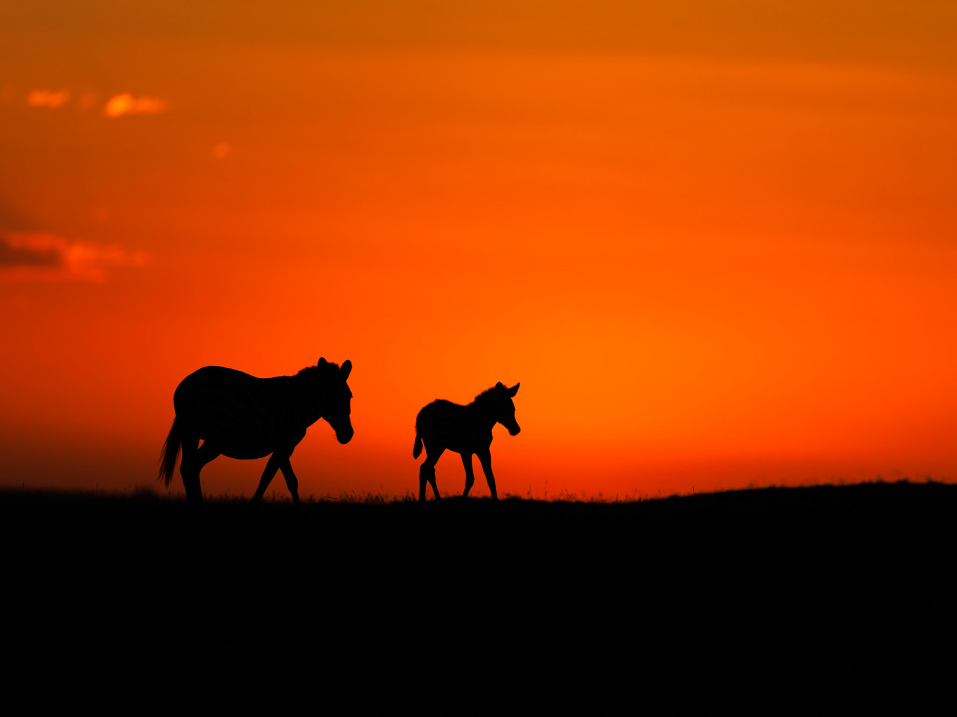 Zebras in Masai Mara 2026