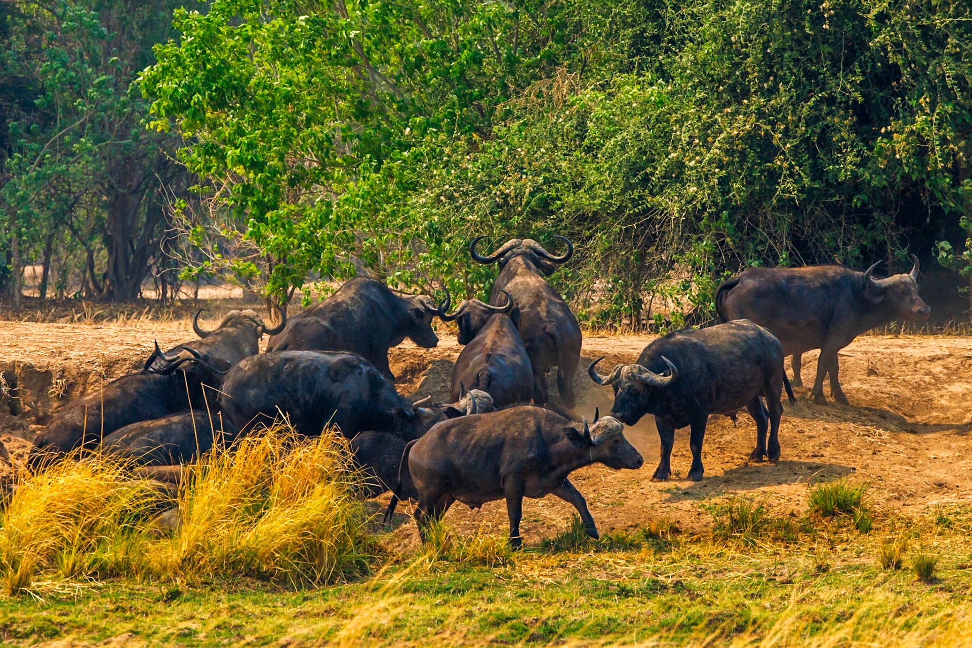 African buffalo
