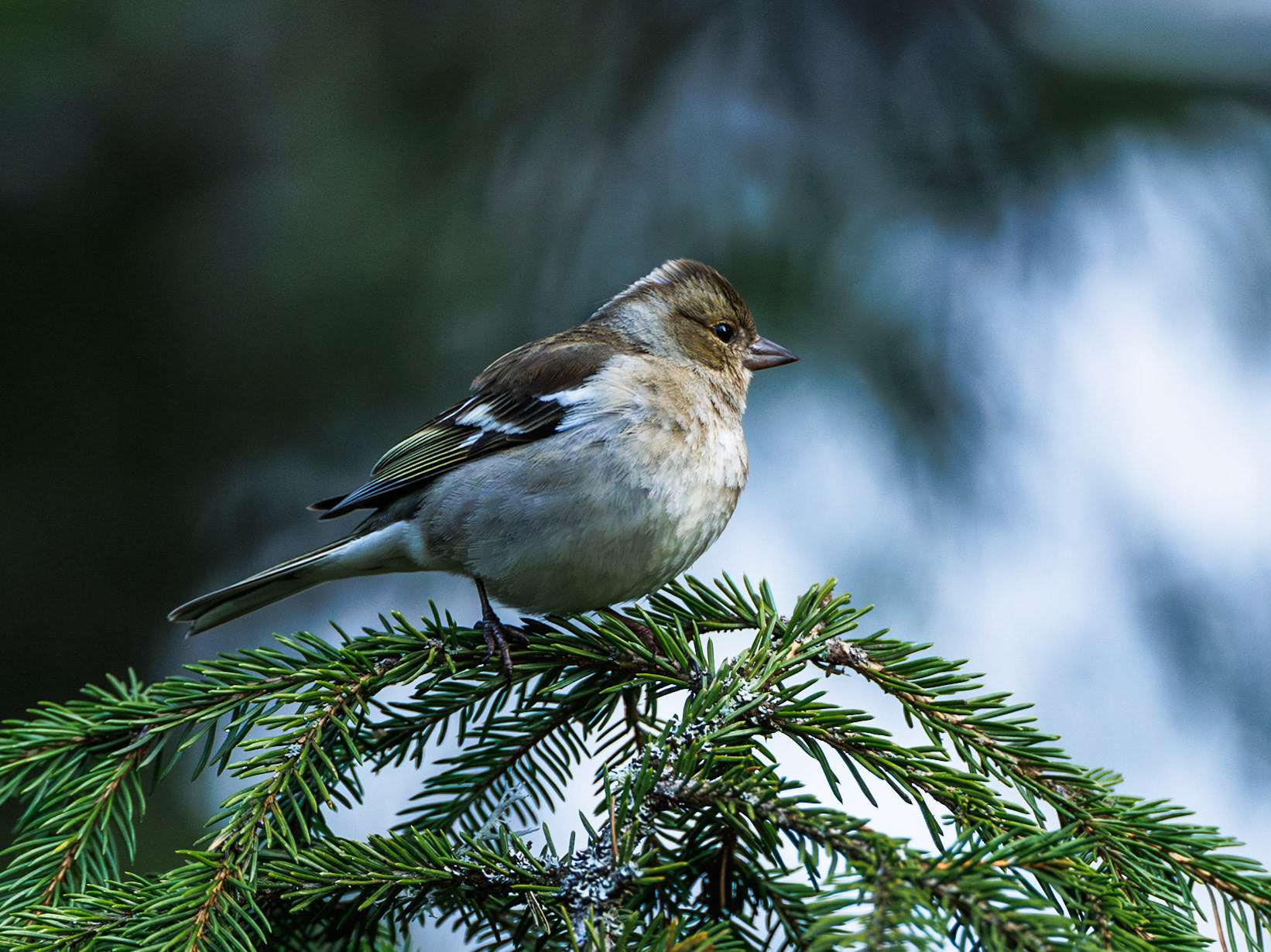 Chaffinch