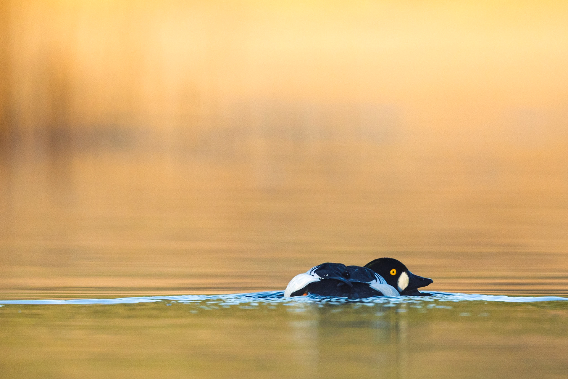 Common Goldeneye