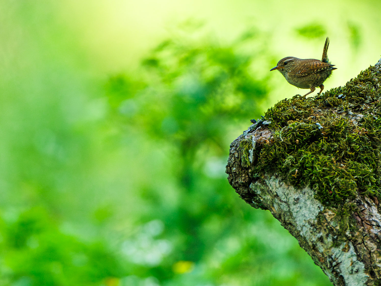 Wren