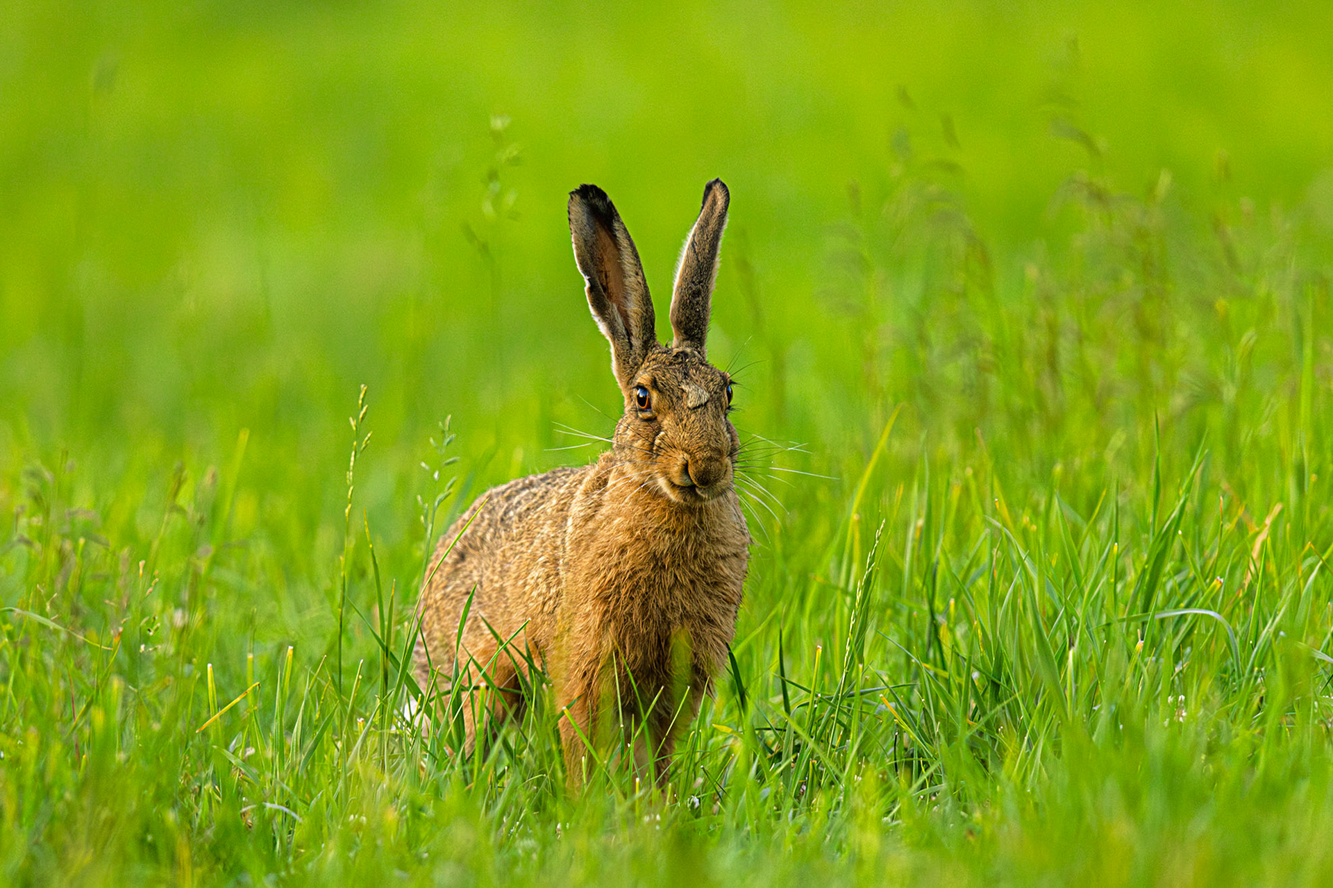 European Hare