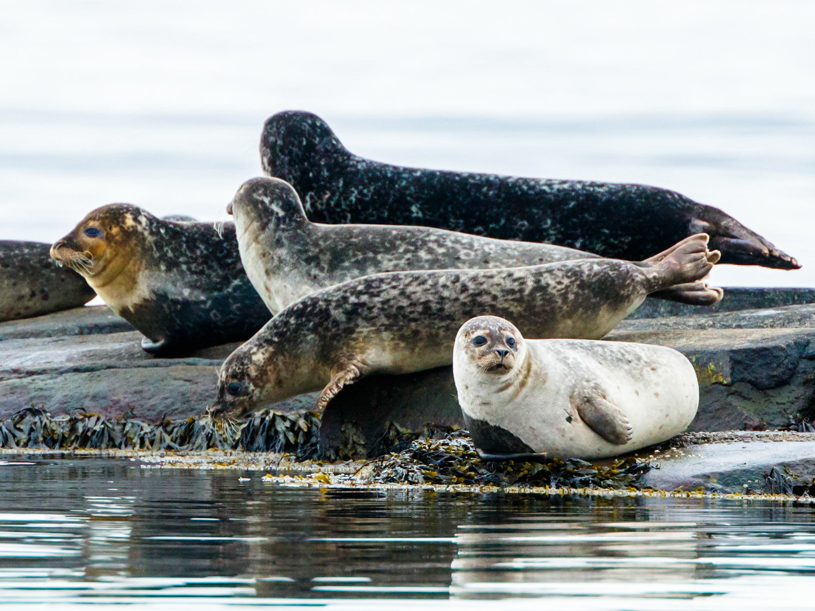 Gray Seal