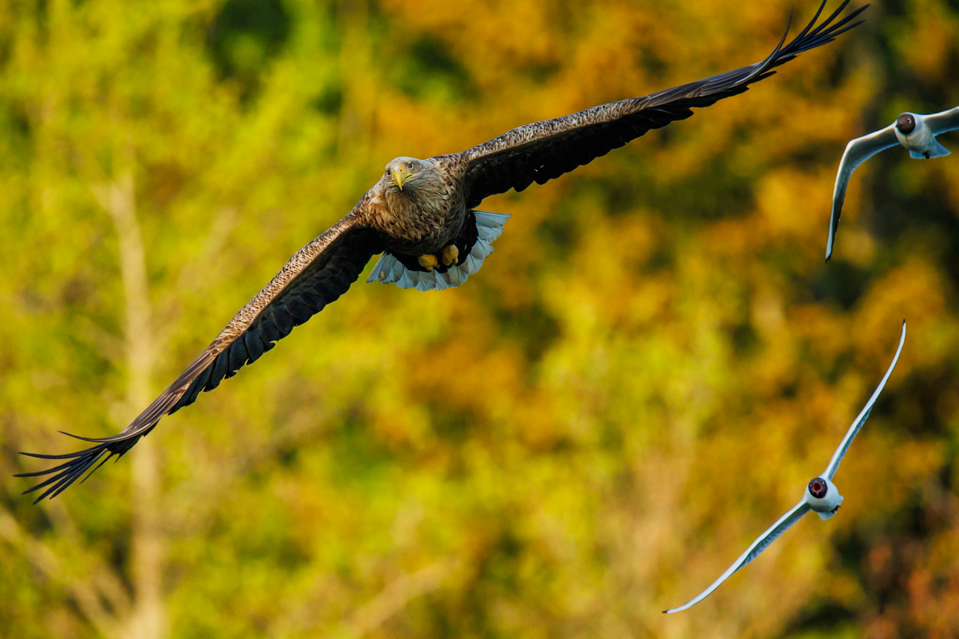 White-tailed Eagle