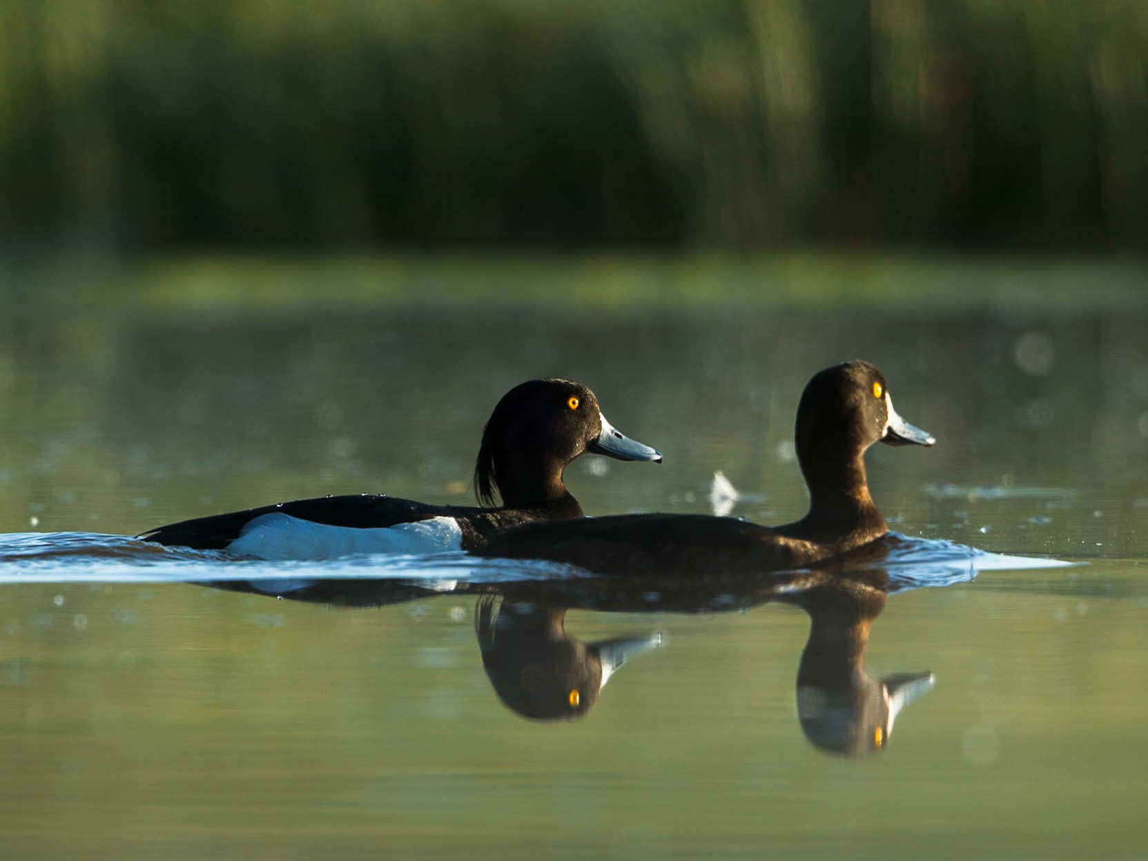 Tufted Duck