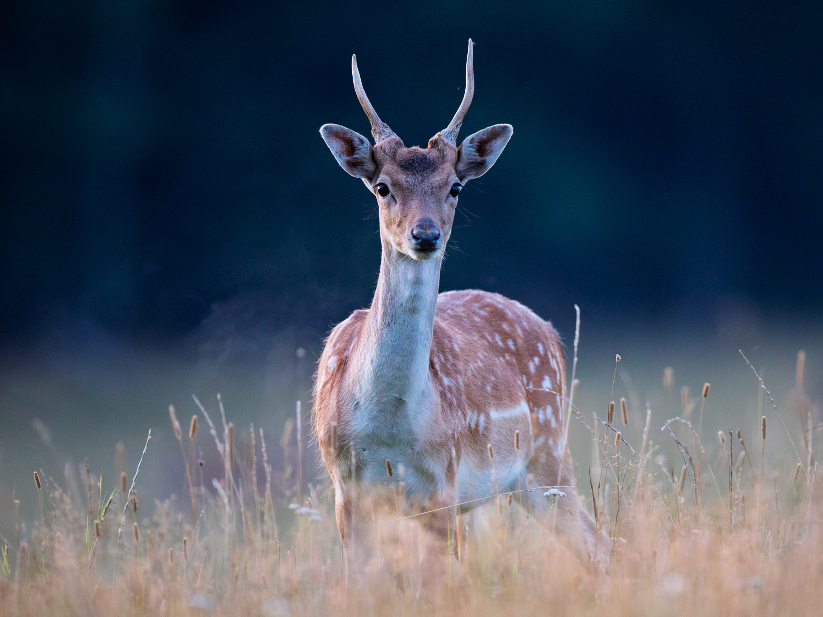 Fallow Deer