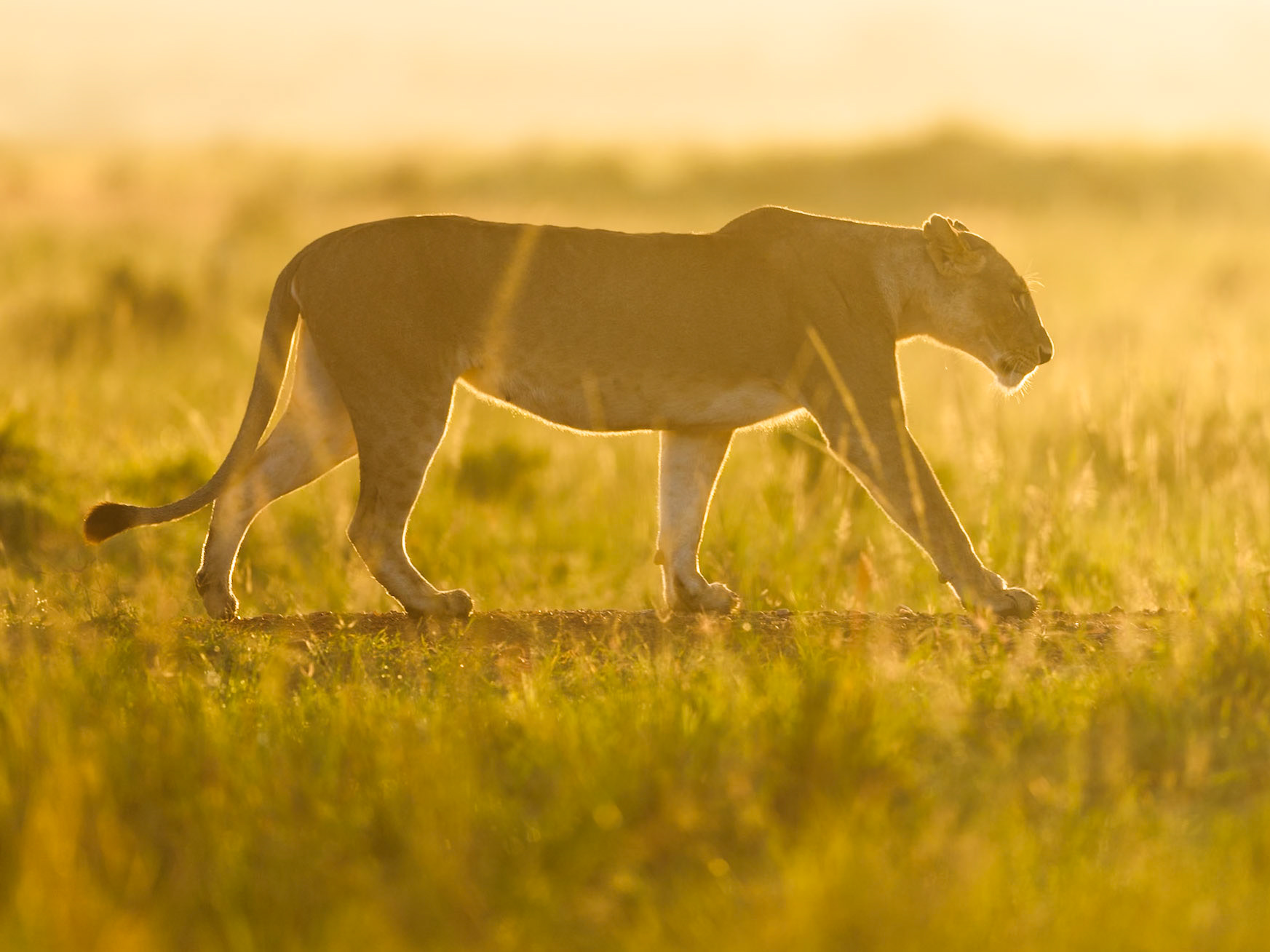 Lion in Masai Mara 2026