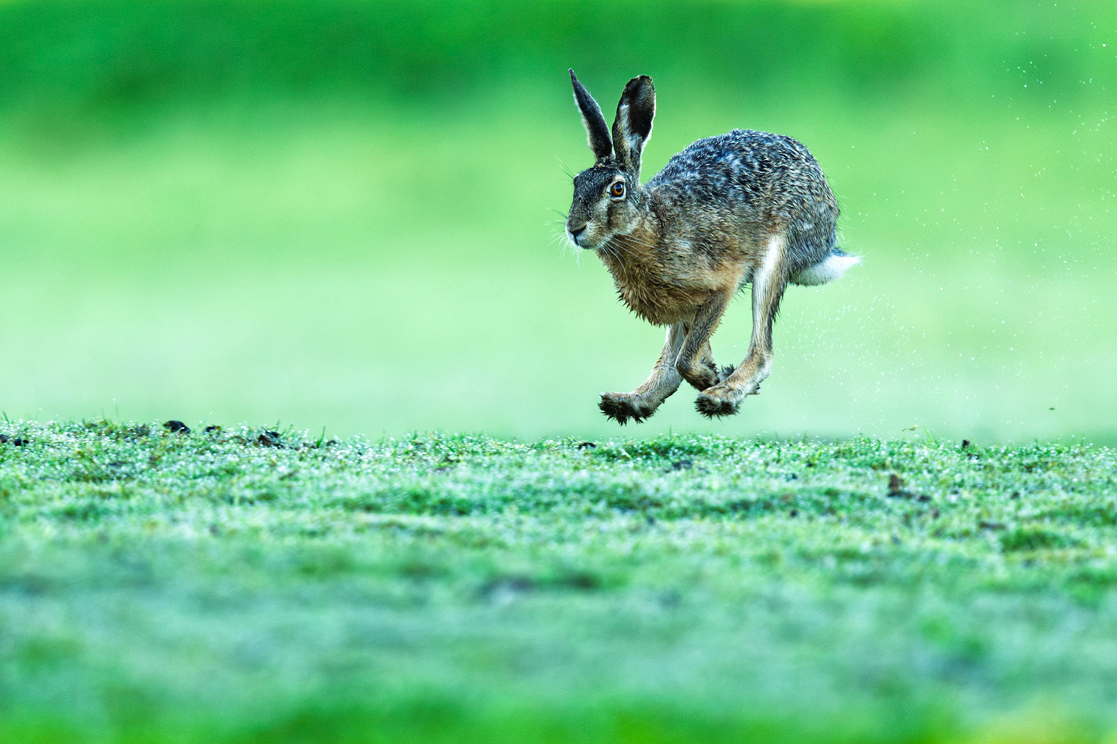 European Hare