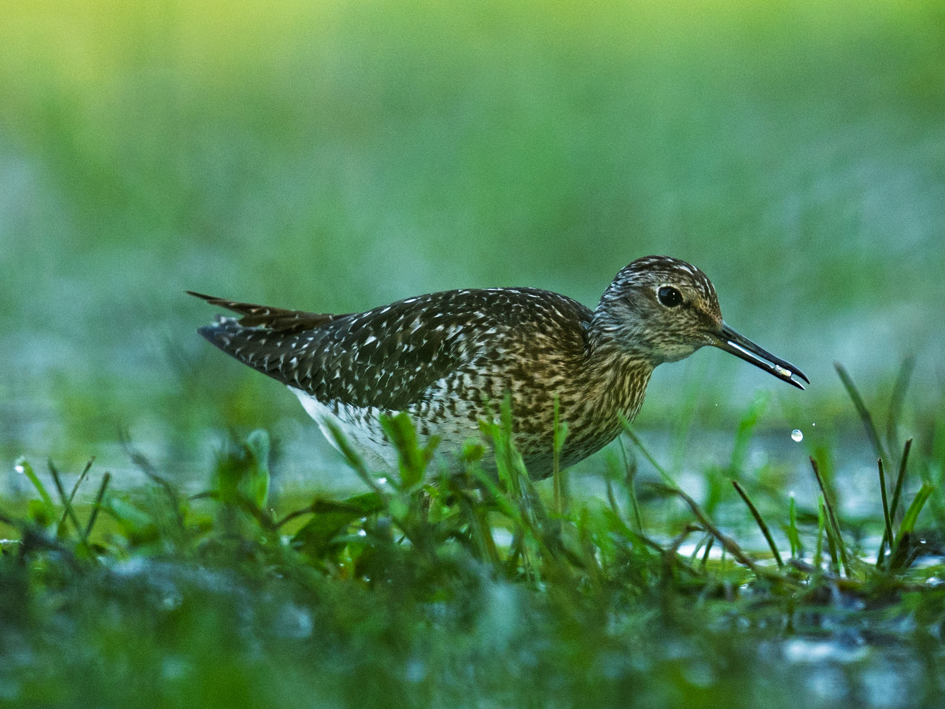Wood Sandpiper