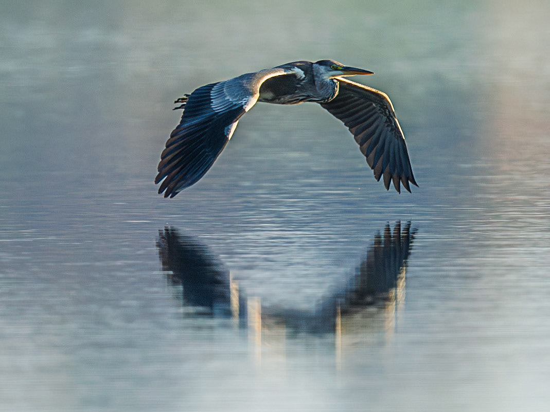 Grey Heron