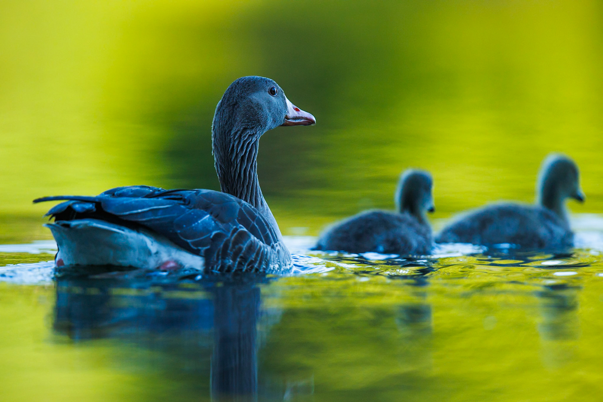 Greylag Goose
