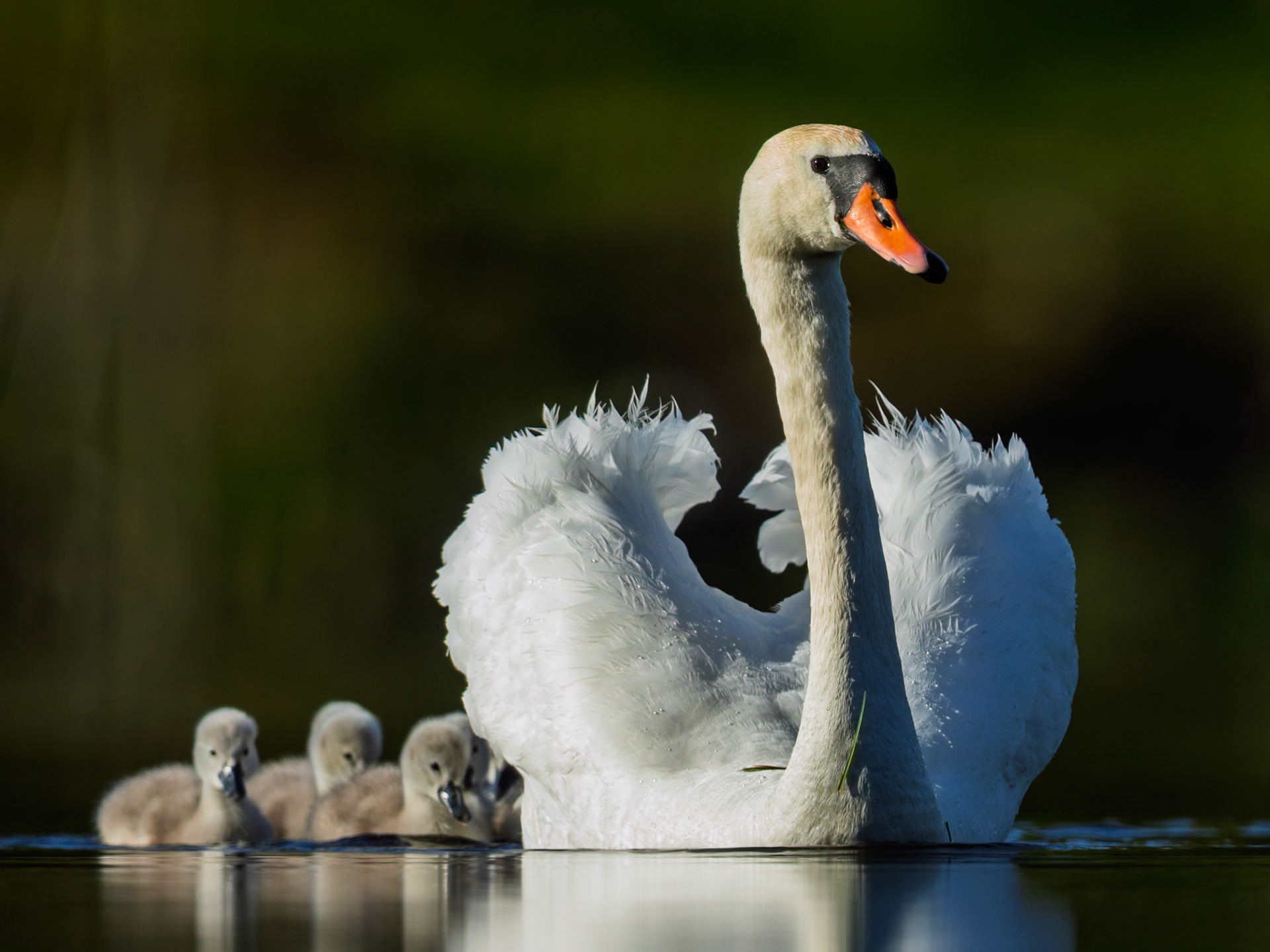 Mute Swan