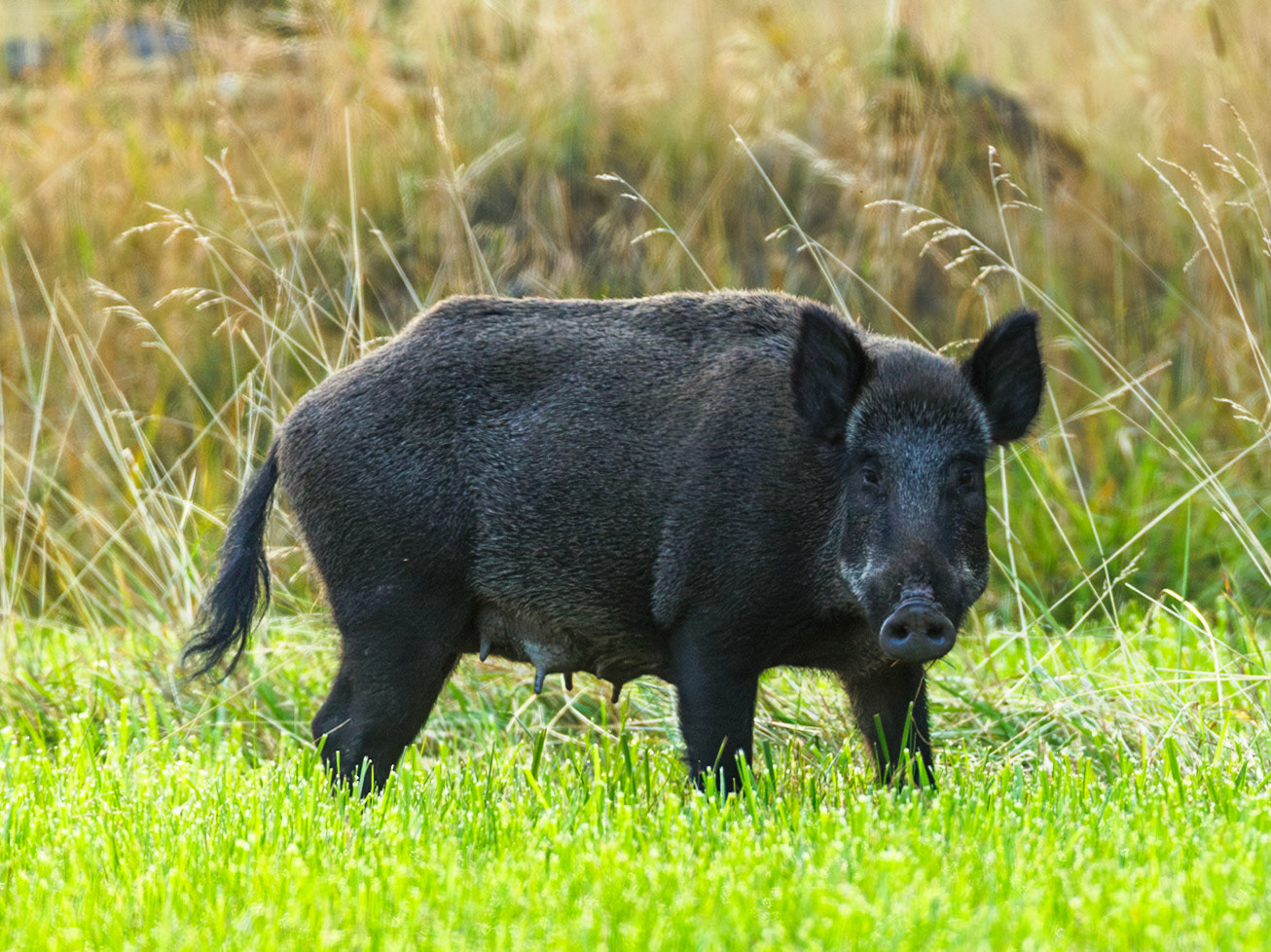 Wild Boar