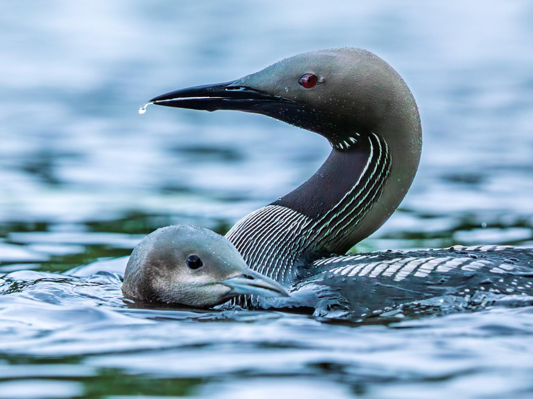 Black-throated Diver