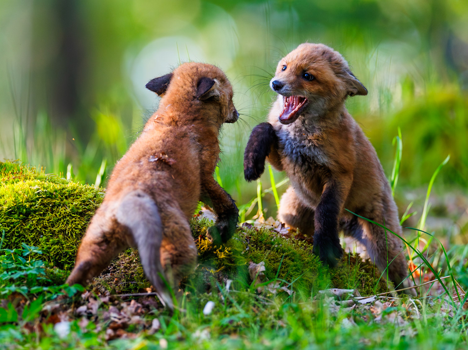 Red fox