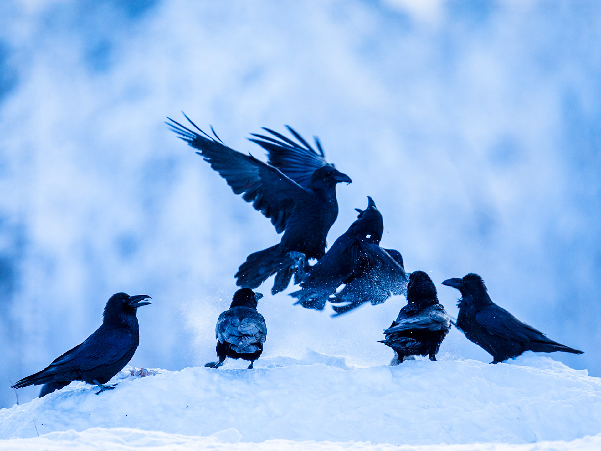 Common Raven
