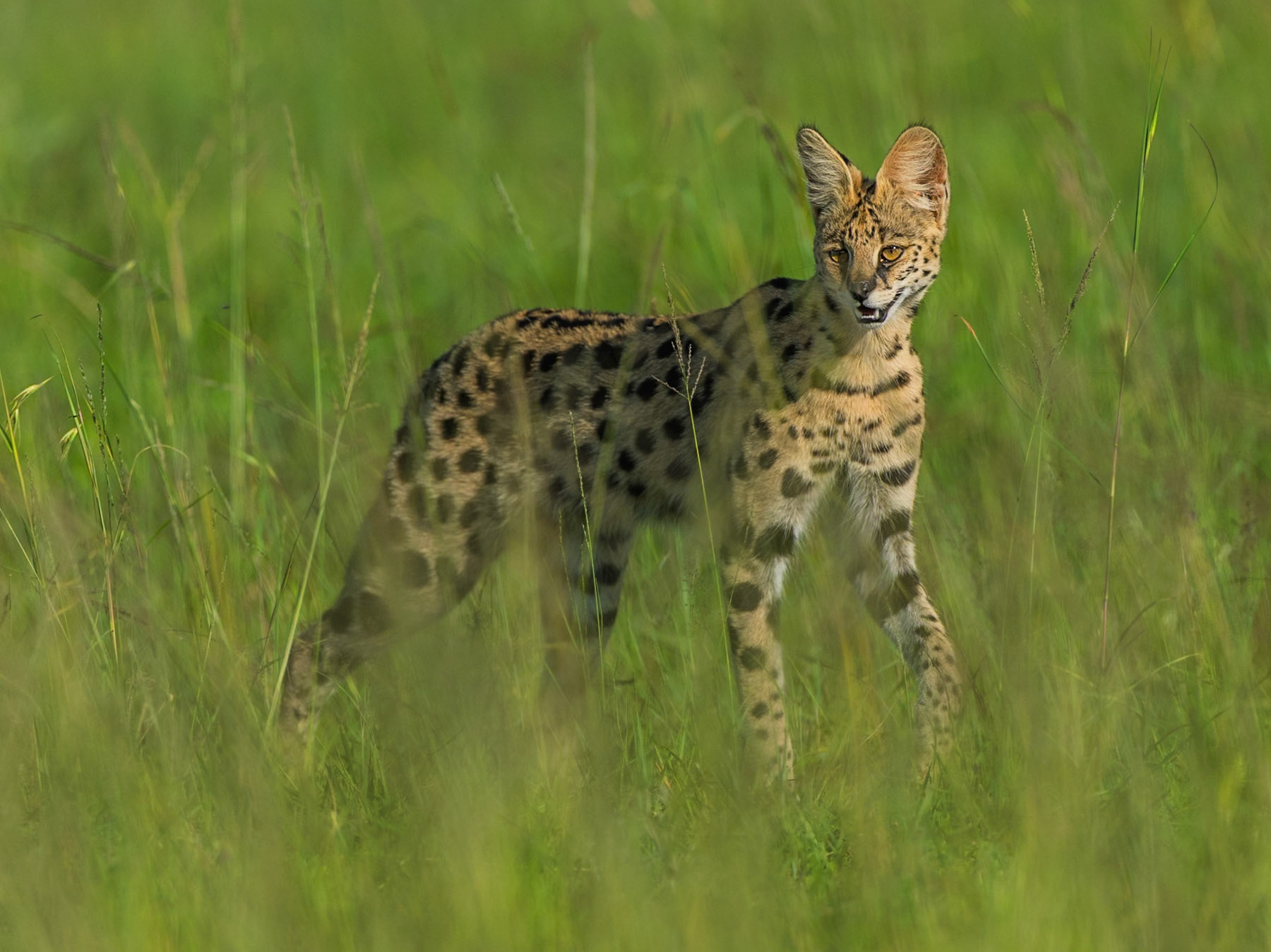 Serval in Masai Mara 2026