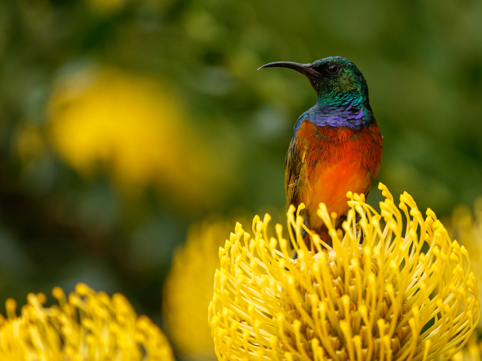 Orange-breasted sunbird