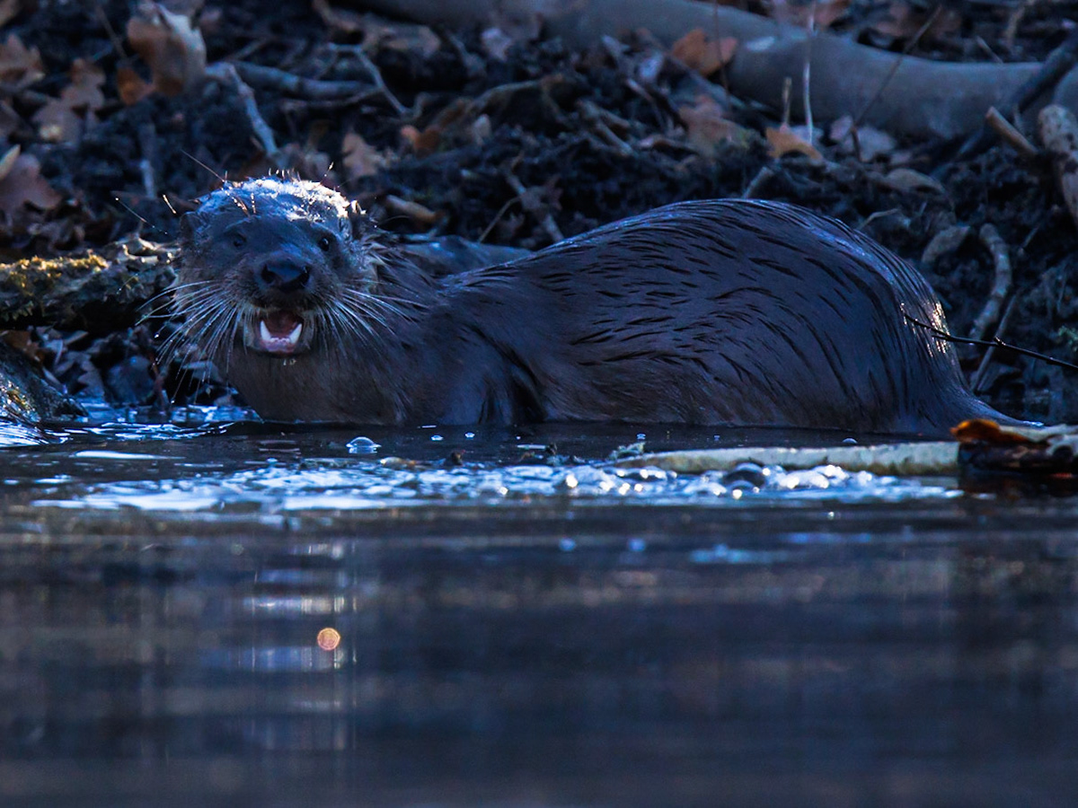 Otter