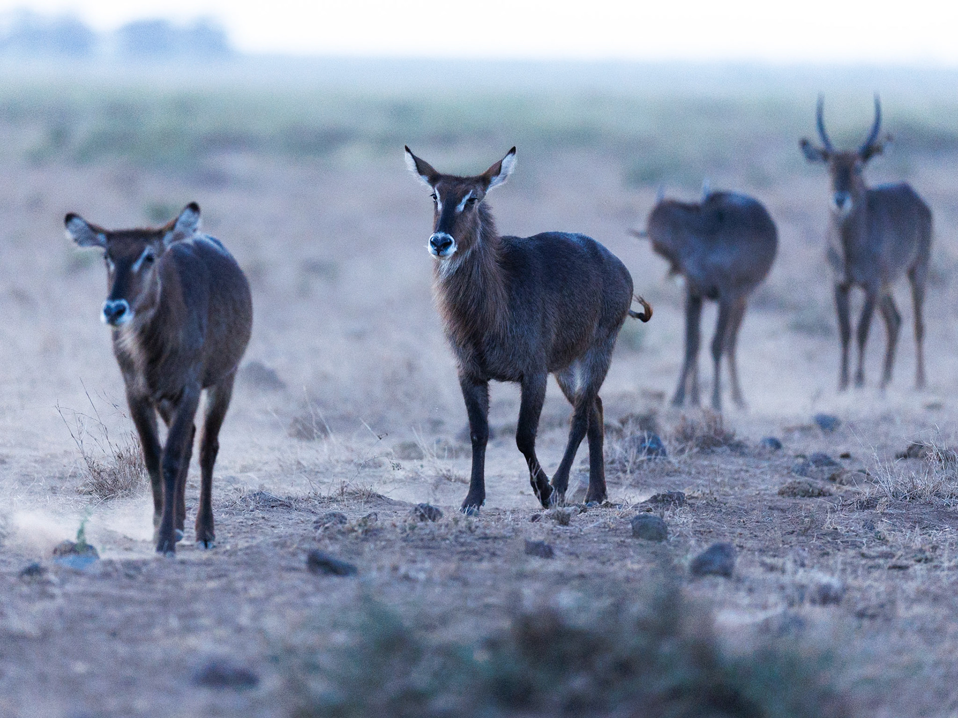 Waterbucks in Amboseli 2026
