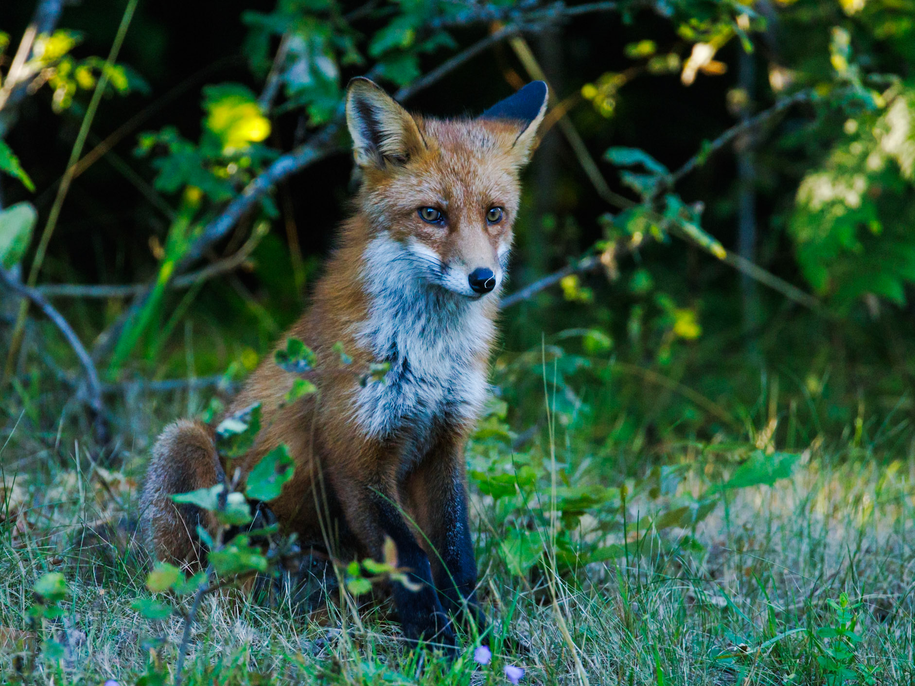Red Fox