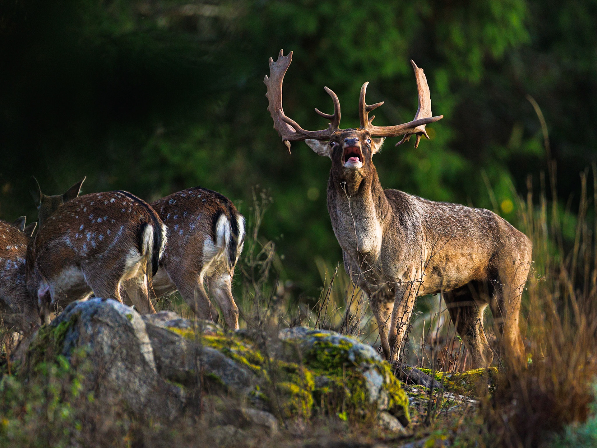 Fallow deer
