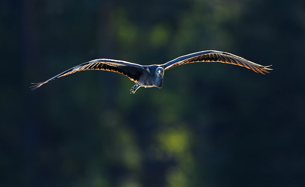 Grey Heron