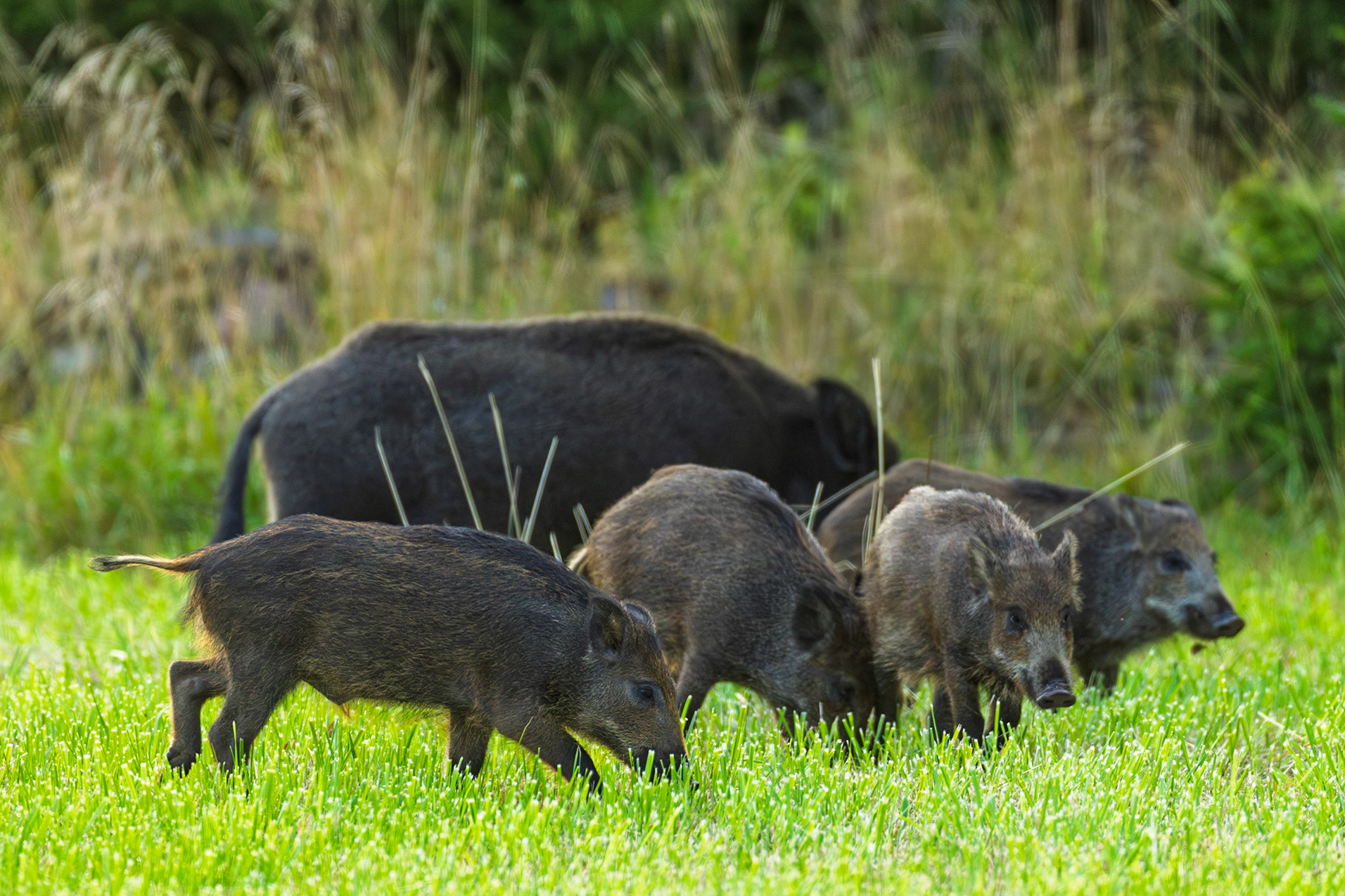 Wild Boar