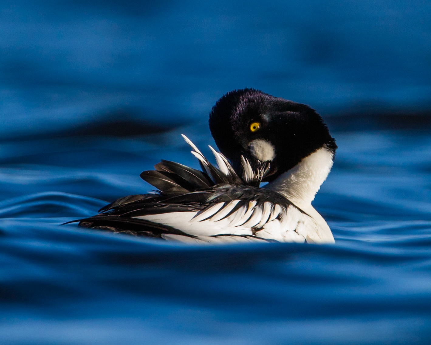 Common Goldeneye