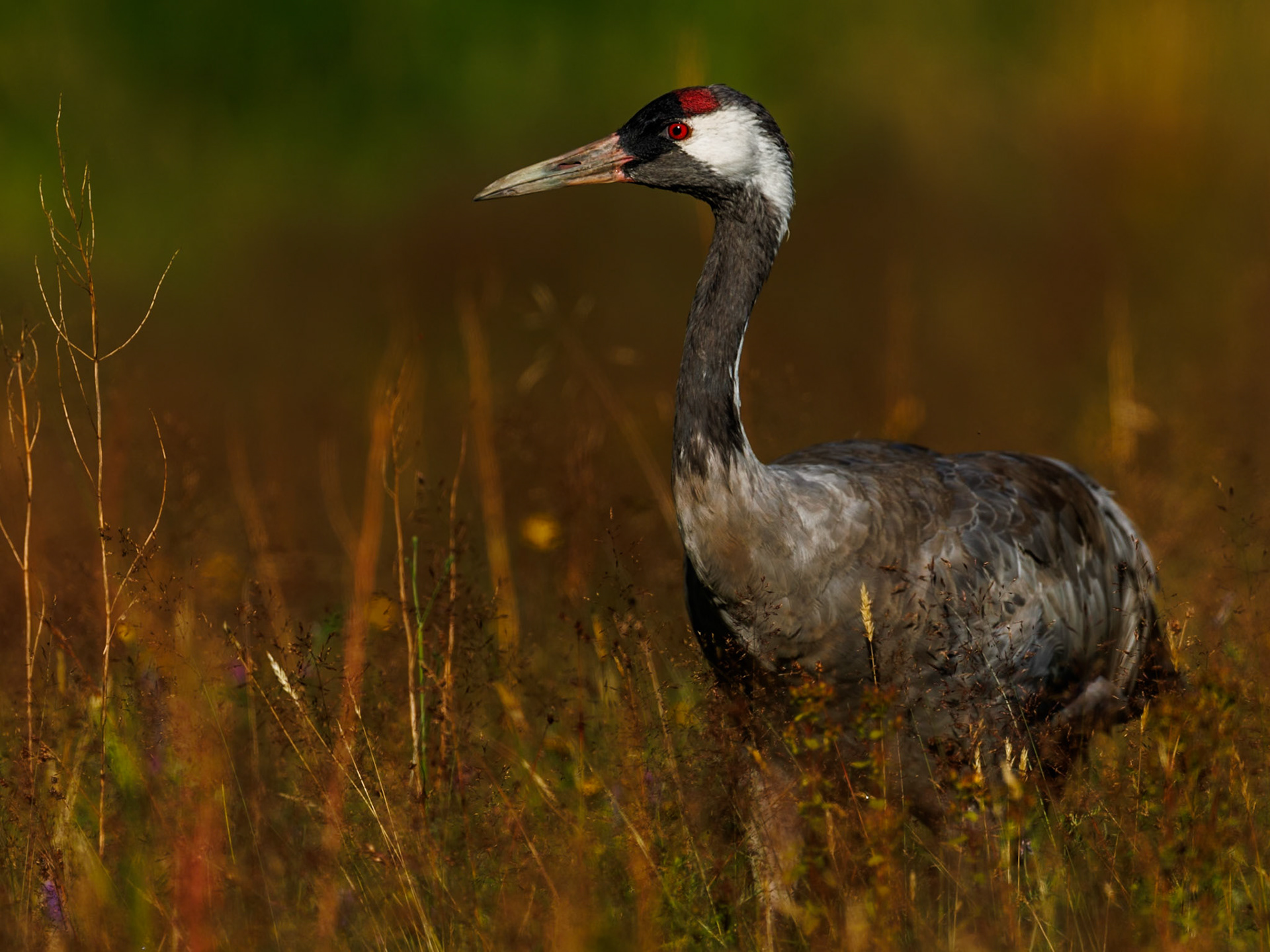 Common Crane