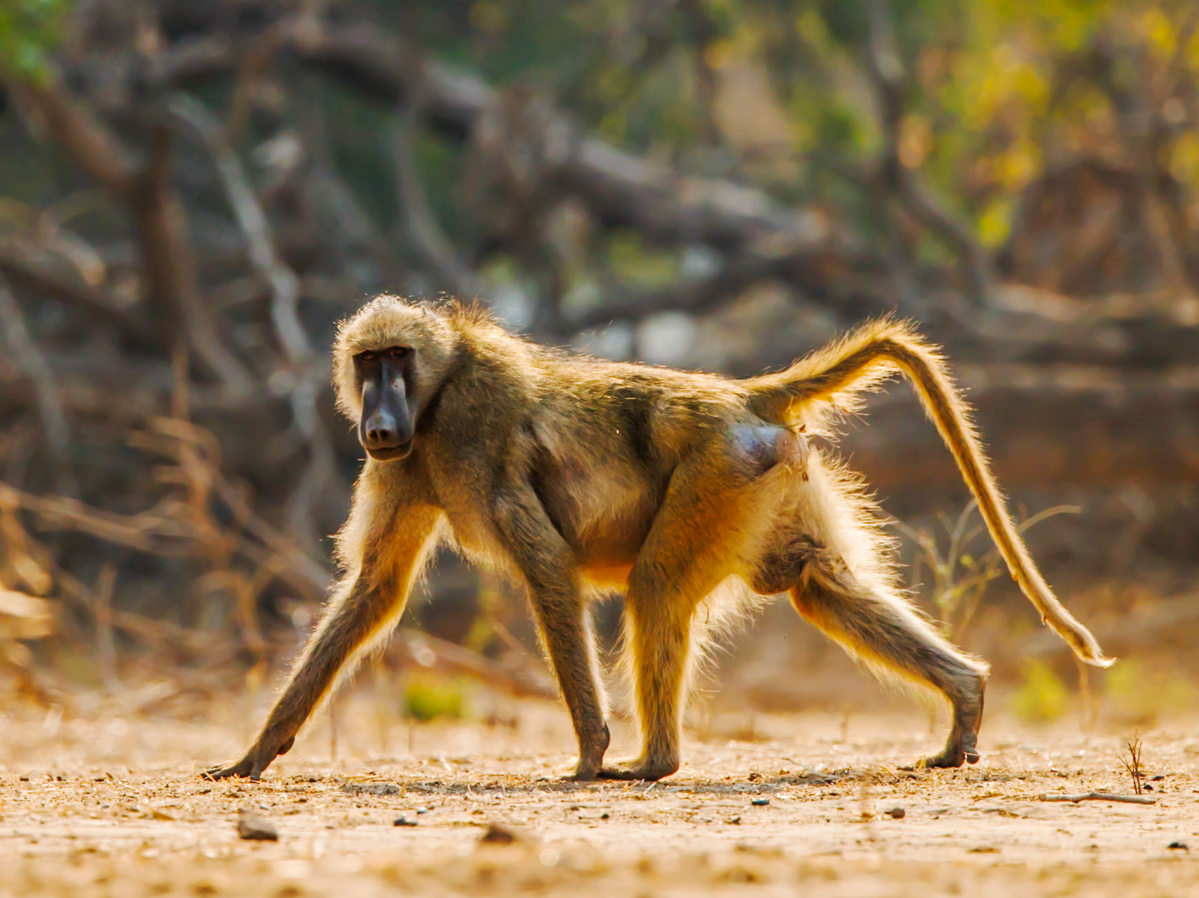 Chacma baboon