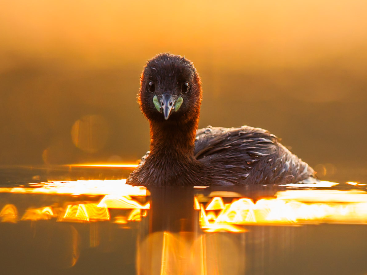 Little Grebe
