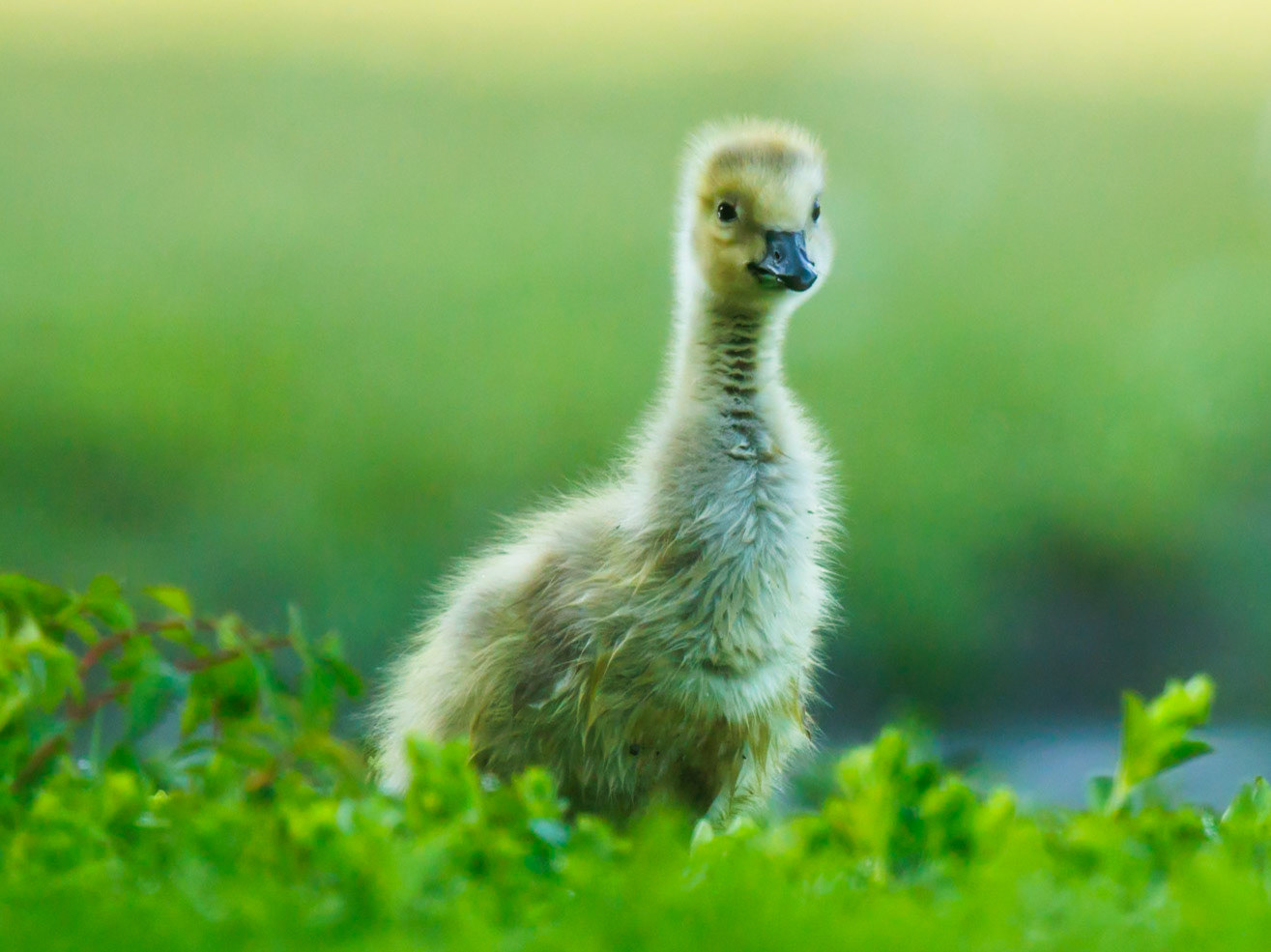 Canada Goose