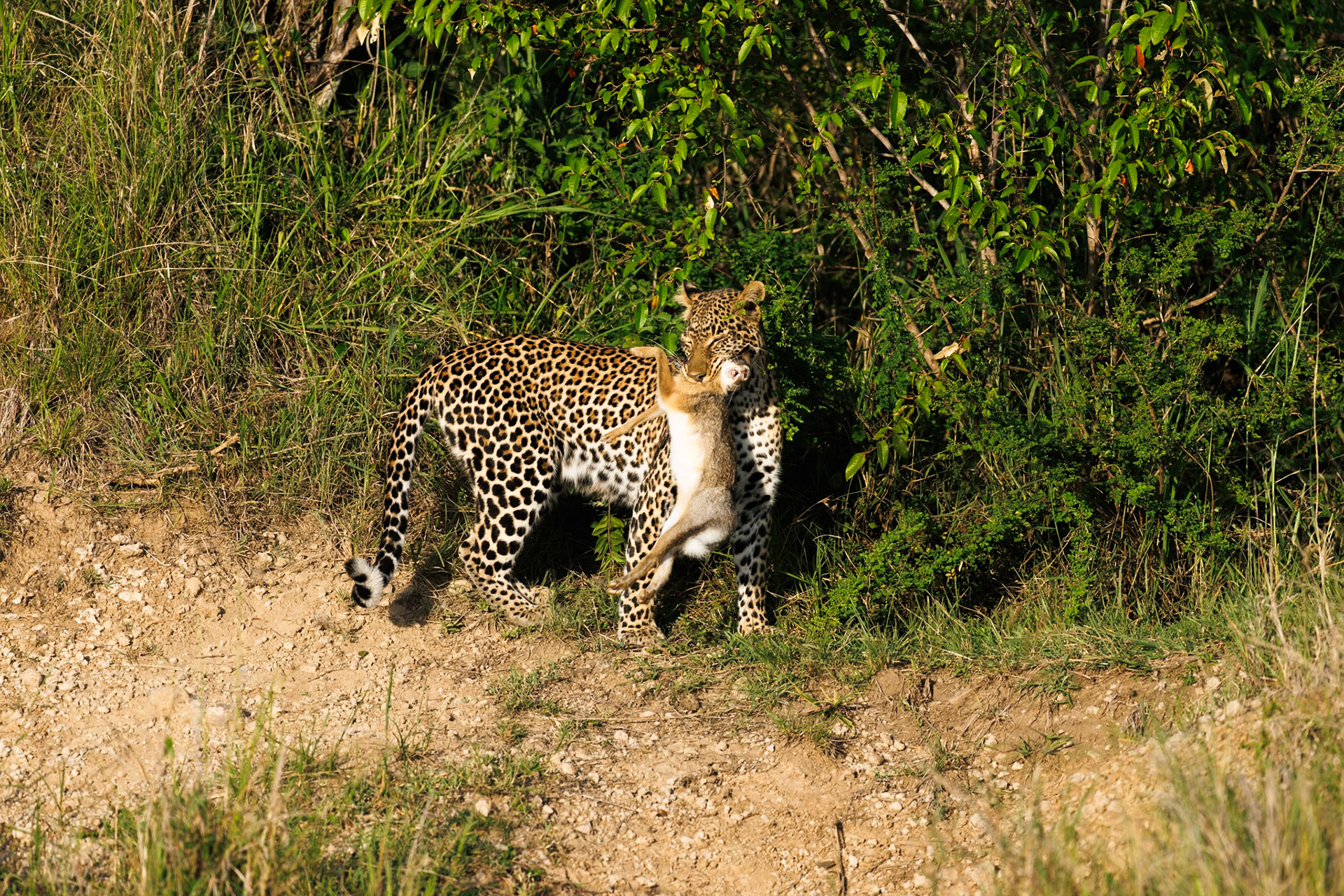 Leopard in Masai Mara 2026