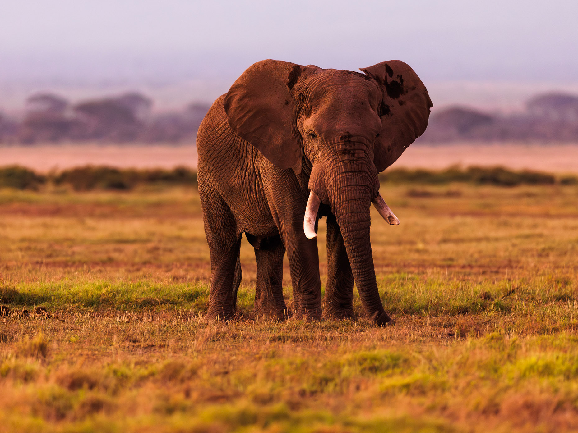 Elephant in Amboseli 2026