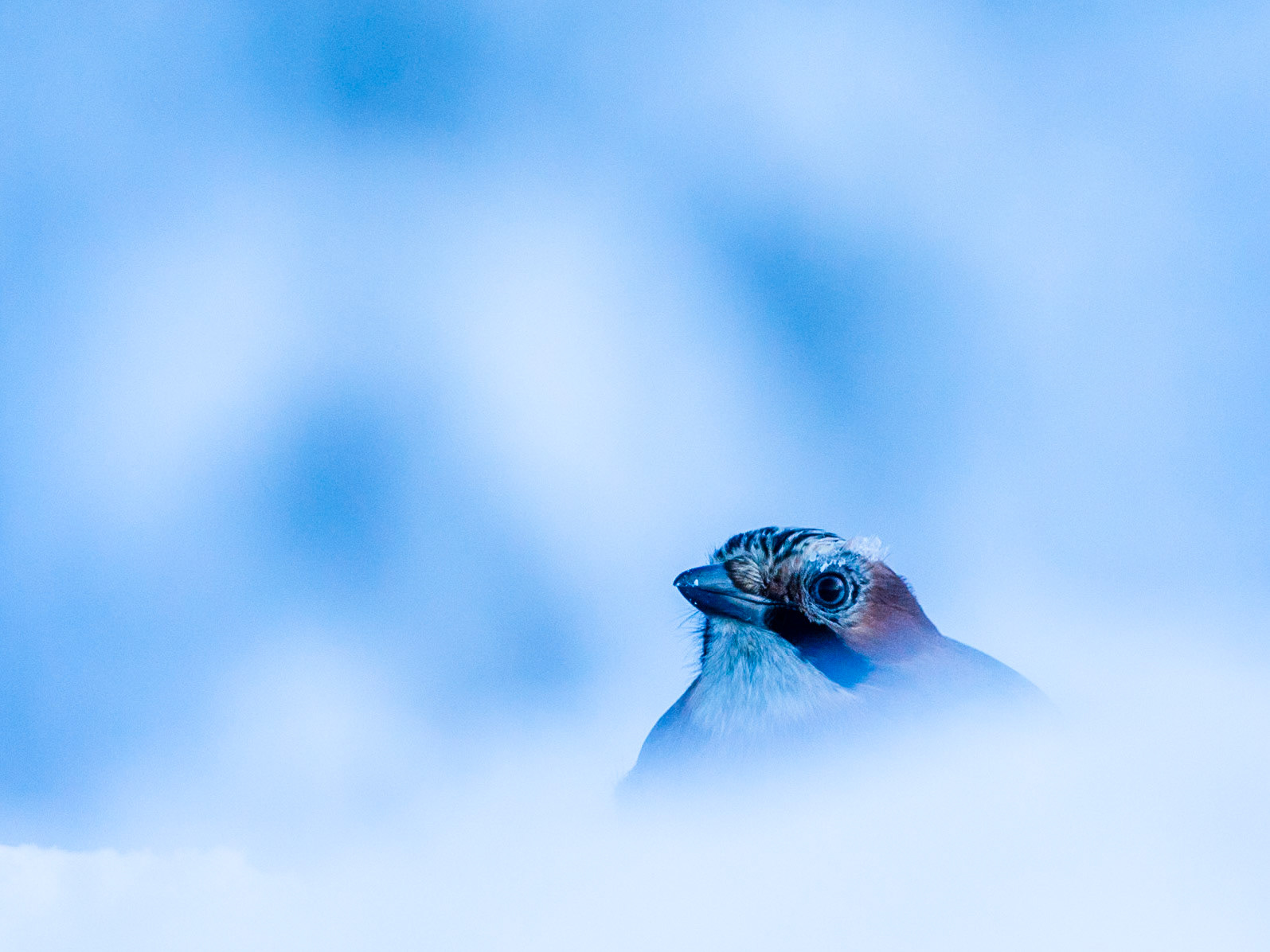 Eurasian Jay
