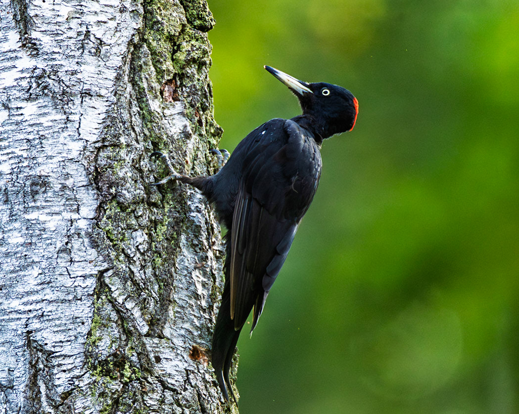 Black Woodpecker