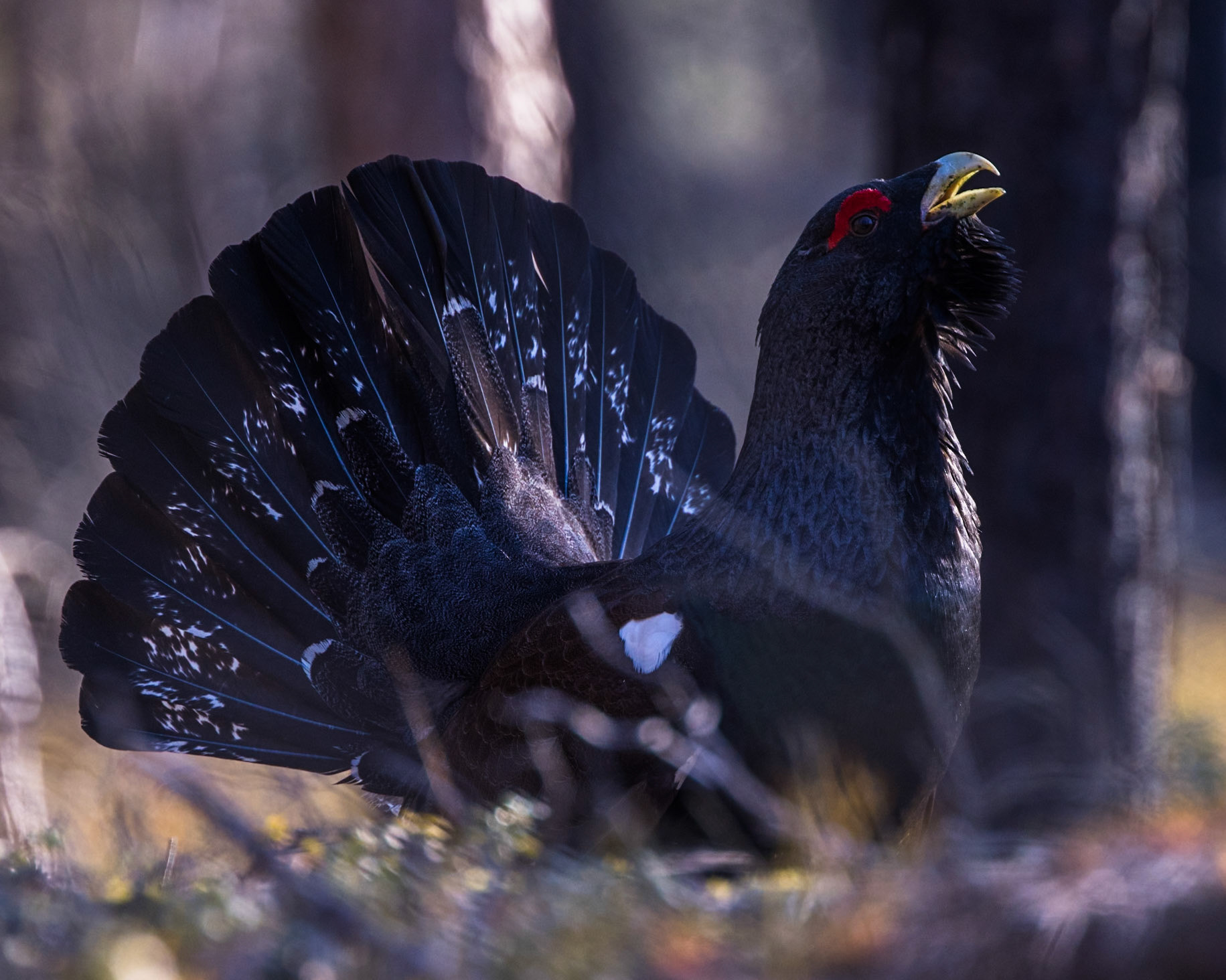 Western Capercaillie